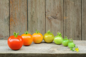 7 stages of development of a tomato