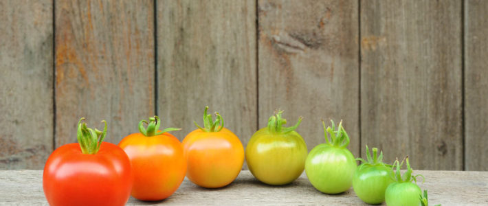 7 stages of development of a tomato