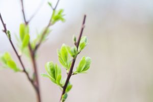 Macro view of branches and leaves of a tree